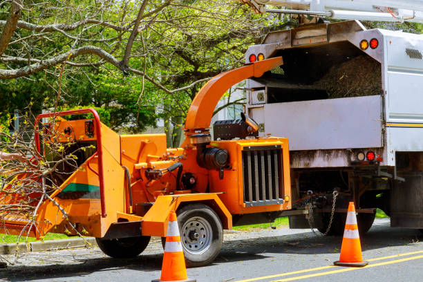 Best Tree Mulching Services  in Hamburg, IA