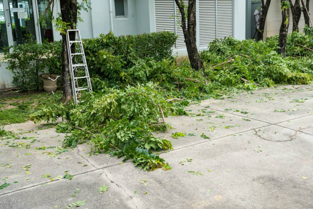 Hamburg, IA  Tree Services Company